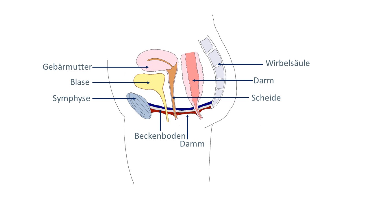 Beckenboden Anatomie Annika Cost Physiotherapie für Frauen Beckenboden Anatomie Annika Cost Physiotherapie für Frauen